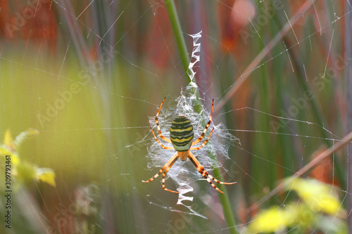 Araignée, Argiope