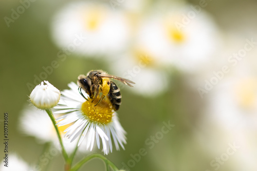 Close up of solitary Bee on daisy flower collecting pollen.