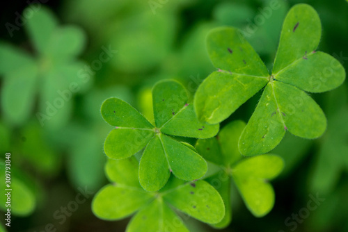 Shamrocks I