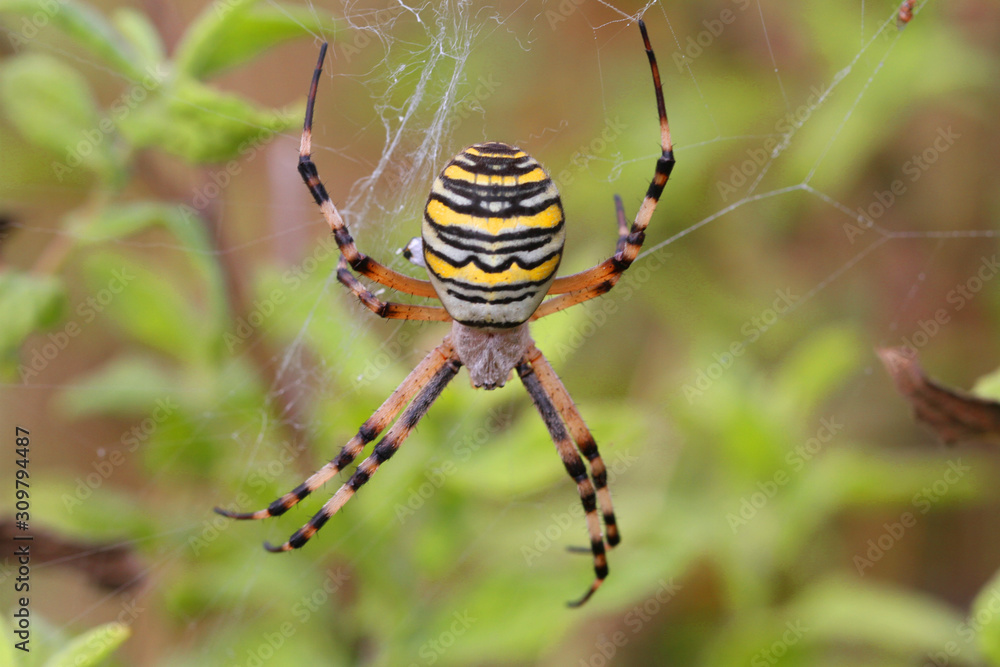 Araignée, Argiope Araignée, Argiope