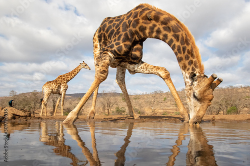 Giraffe drinking from a pool with another in the background