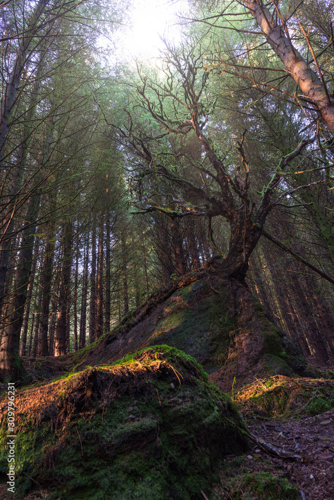 Obraz premium forest in autumn