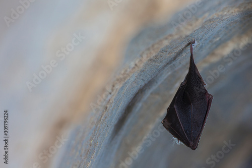 Close up small sleeping horseshoe bat covered by wings, hanging upside down on top of cold natural rock cave while hibernating. Creative wildlife