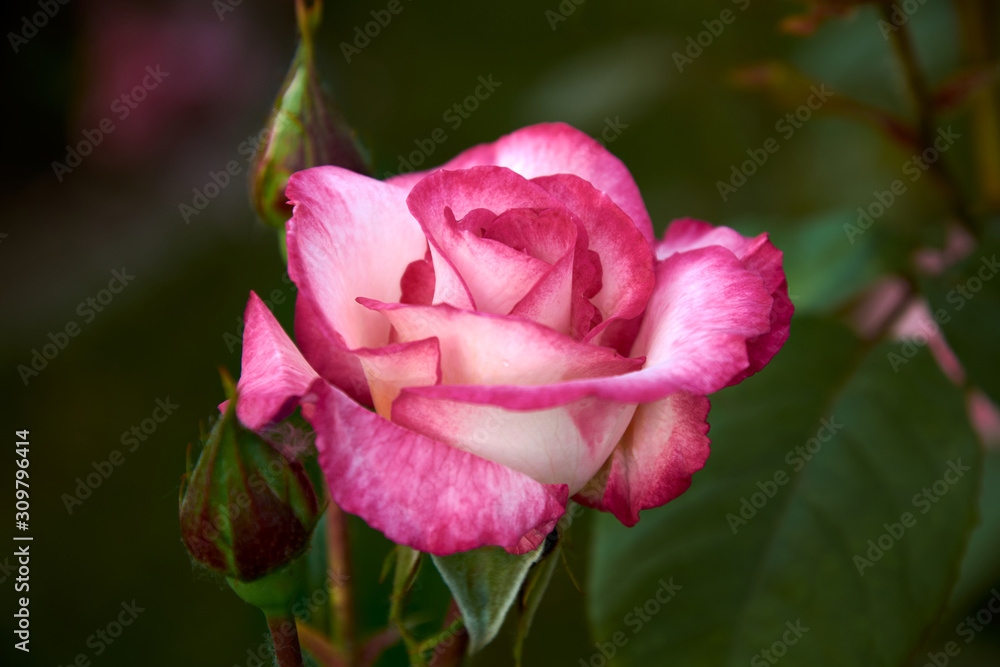 Beautiful tender single rose on a dark green blurry background. Greeting card for Valentine's Day. Switzerland, Estavayer-Le-Lac. Roseraie Thérèse Meyer.