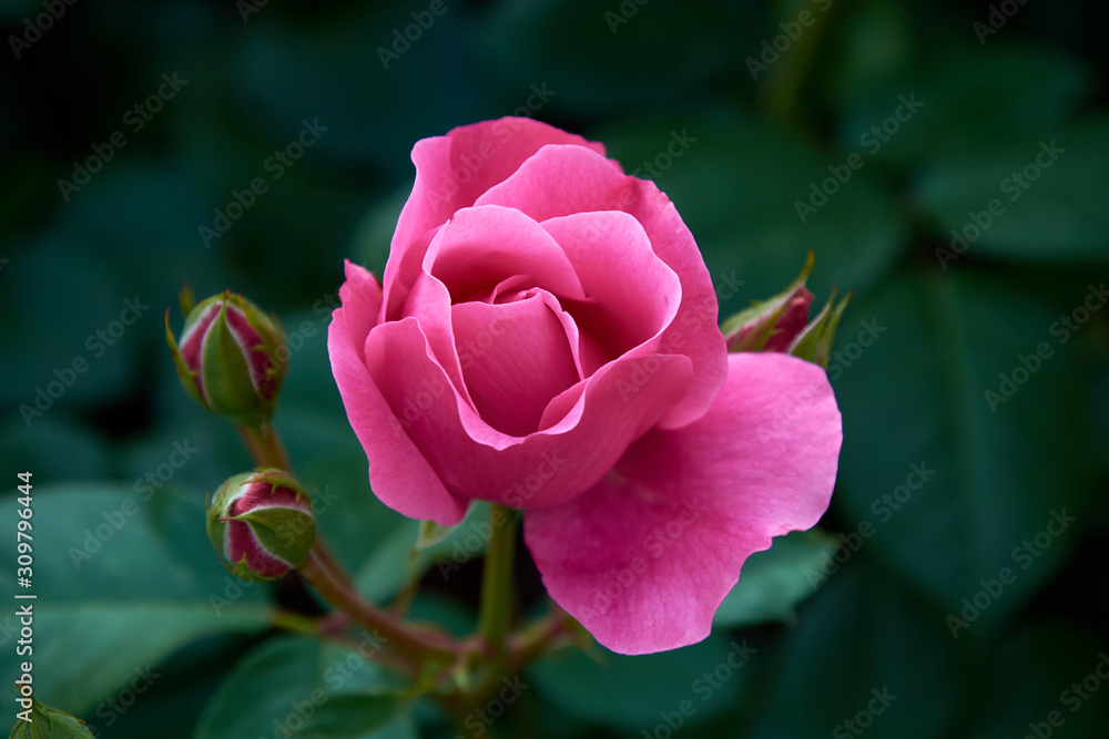 Beautiful tender single rose on a dark green blurry background. Greeting card for Valentine's Day. Switzerland, Estavayer-Le-Lac. Roseraie Thérèse Meyer. Beautiful tender single rose on a dark green blurry background. Greeting card for Valentine's Day. Switzerland, Estavayer-Le-Lac. Roseraie Thérèse Meyer.