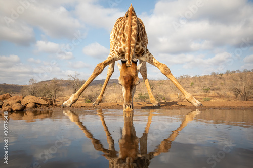 Giraffe beding over to drink from a pool
