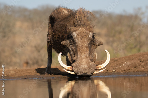 Portrait of a warthog with huge tuskers drinking photo