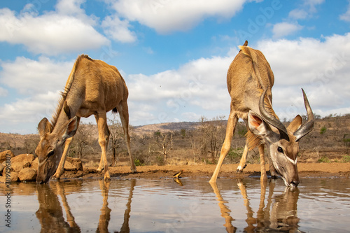 Female and juveline mail nyalas drinking from a pool photo