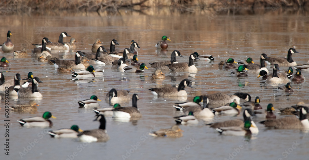 Fototapeta premium Waterfowl
