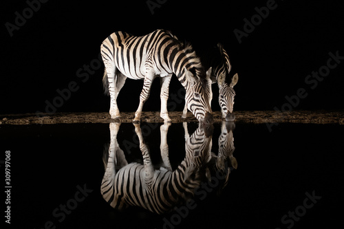 Two zebras drinking from a pool in the night