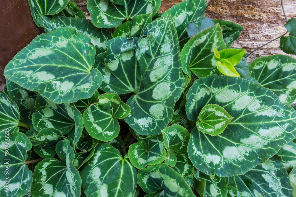 Green leaves Green leaves