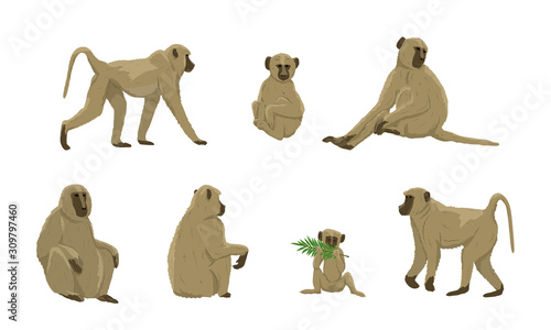 Set of females and males of yellow baboons of different ages. Papio cynocephalus. Animals of Africa. Realistic vectors are not animals.