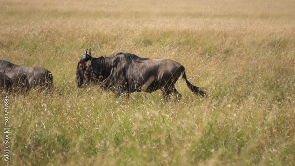 Slow Motion of Wildebeest Herd Running One By One Through Meadow of African Savanna. Animals in Natural Habitat Slow Motion of Wildebeest Herd Running One By One Through Meadow of African Savanna. Animals in Natural Habitat