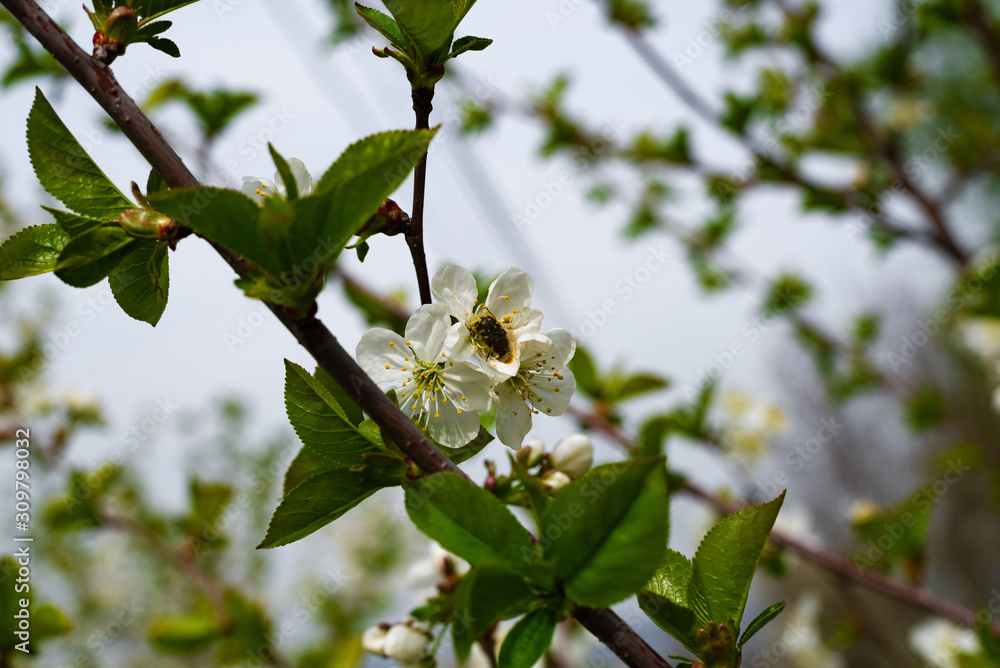 Fototapeta premium During the flowering of cherries in spring, beetles destroy flowers