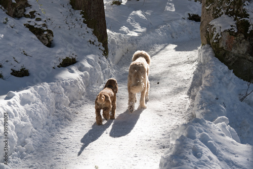 2 Hunde laufen im Schnee durch den Wald © Roberto Schettler