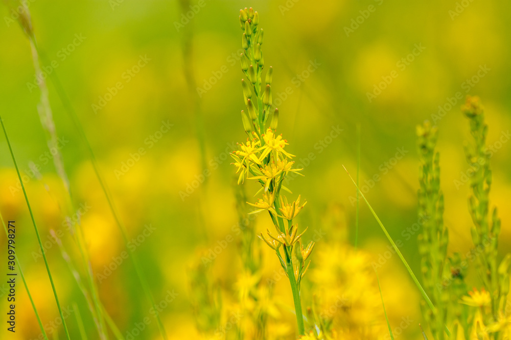 Natthecium ossifragum beenbreek Natthecium ossifragum beenbreek