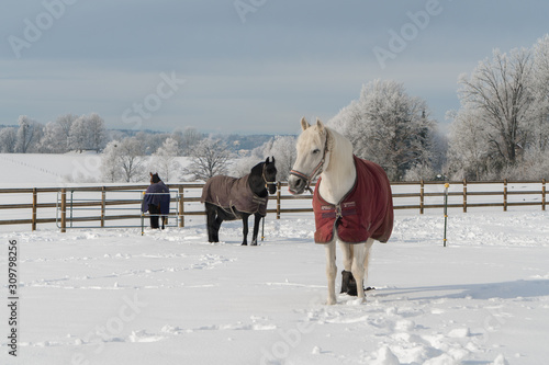 Drei Pferde mit Decke im Schnee  © Roberto Schettler