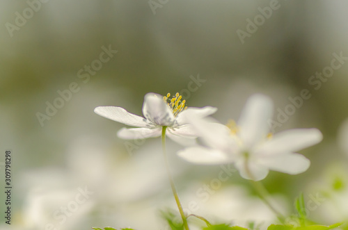 Anemone nemorosa