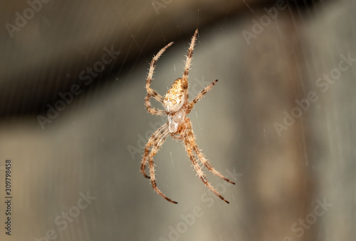 spider on the web. close up