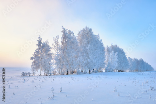 Frosty trees in the winter. Winter nature landscape