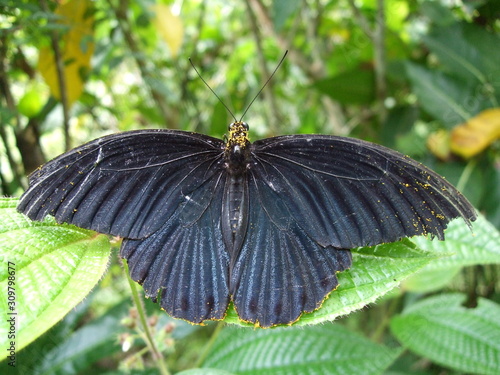 Butterfly covered with pollen, Borneo