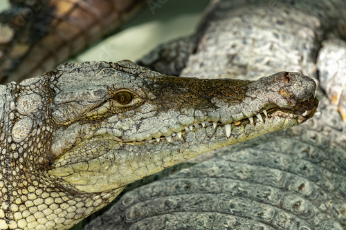 Siamese crocodile head.Close up.