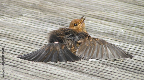 Tableau sur toile Female blackbird (Turdus merula) sunbathing in a garden in England, displaying p