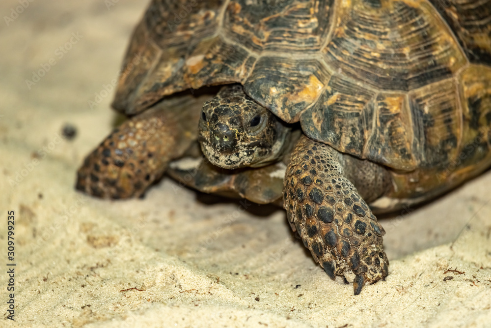 Central Asian steppe turtle on the sand. Central Asian steppe turtle on the sand.