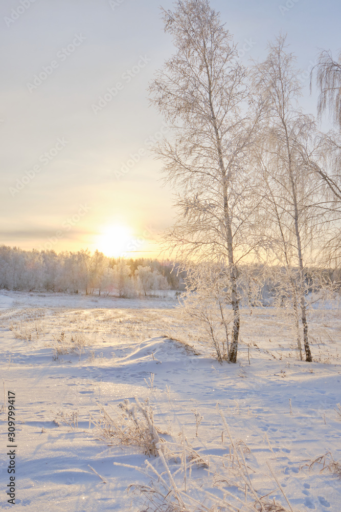 Frosty trees in the winter. Winter nature landscape Frosty trees in the winter. Winter nature landscape