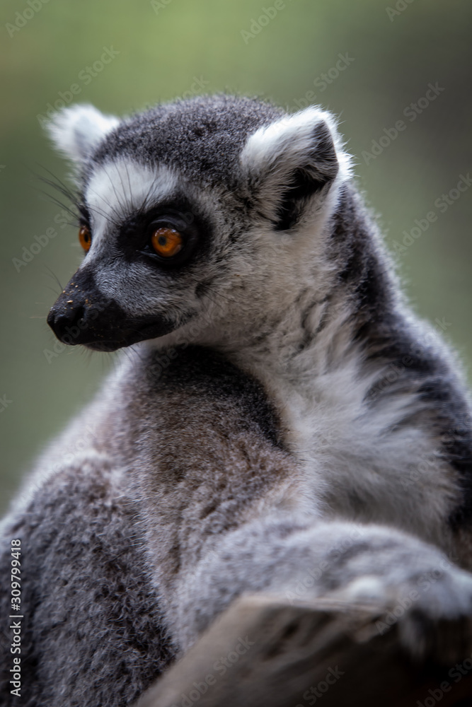Fototapeta premium Lemur closeup