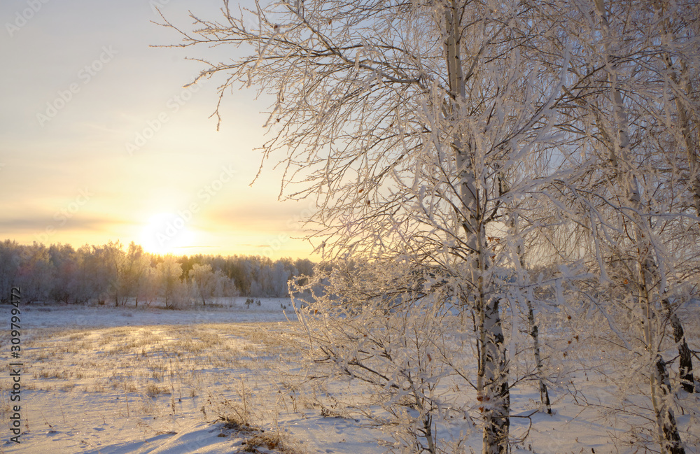 Frosty trees in the winter. Winter nature landscape Frosty trees in the winter. Winter nature landscape