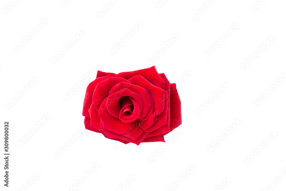 Fresh red rose on a white isolated background. Fresh red rose on a white isolated background.