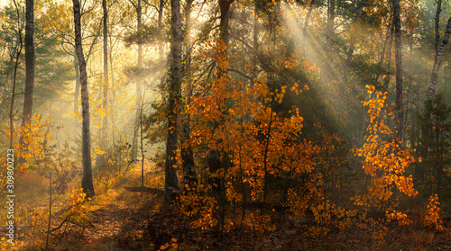 Fototapeta Naklejka Na Ścianę i Meble -  Forest. Autumn. A pleasant walk through the forest, dressed in an autumn outfit. The sun plays on the branches of trees and penetrates the entire forest with rays. Light fog makes the picture a little