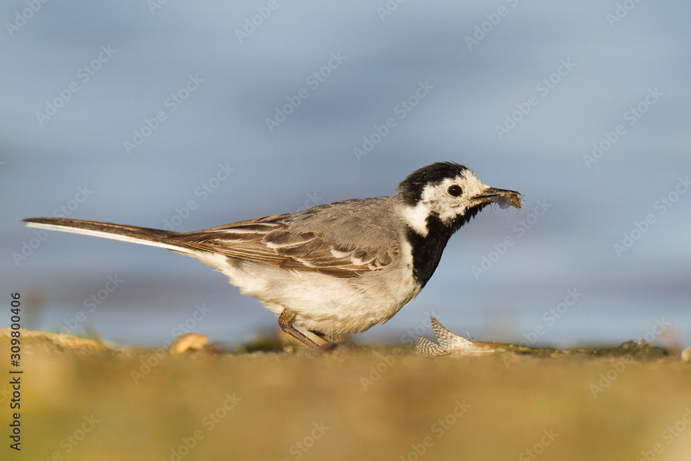 Pliszka siwa (Motacilla alba) Pliszka siwa (Motacilla alba)