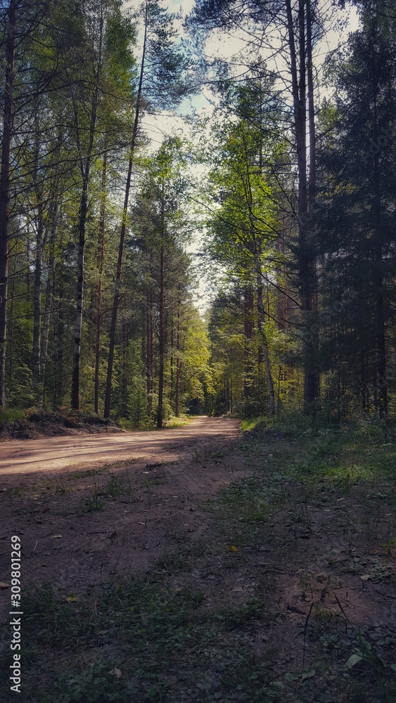 Obraz premium road in forest