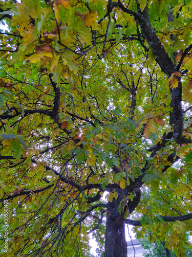 In autumn oak leaves begin to brown on a tree