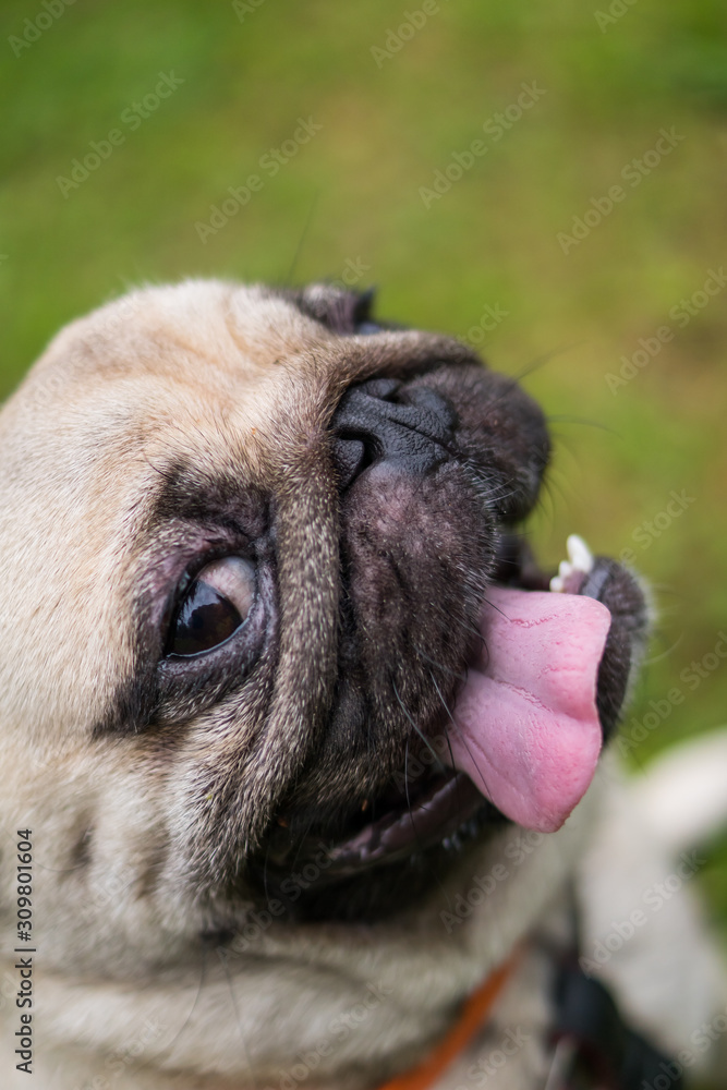 Cheerful pug dog (mops) poses for the camera. He looks at the camera, smiles slightly and shows his tongue.