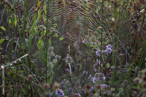 Araignée, Argiope, toile photo