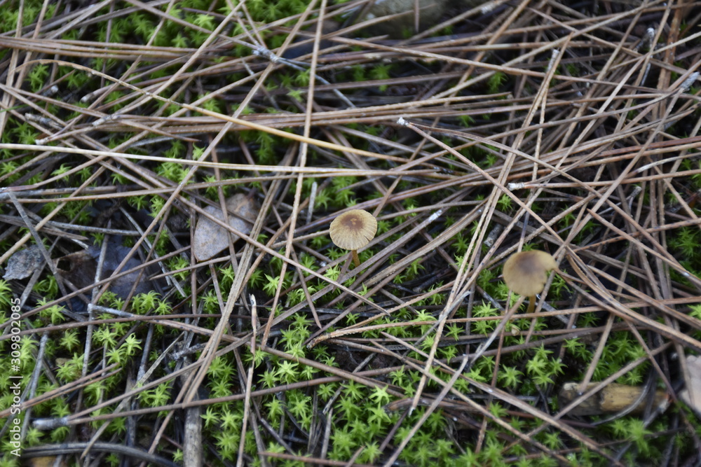 mushrooms in the forest mushrooms in the forest