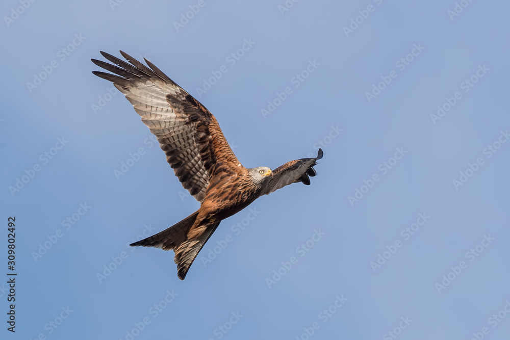 Fototapeta premium Red Kite Flying