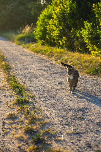 Cat walking down a road
