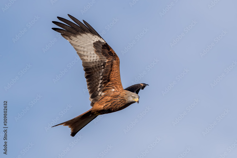 Obraz premium Red Kite Flying