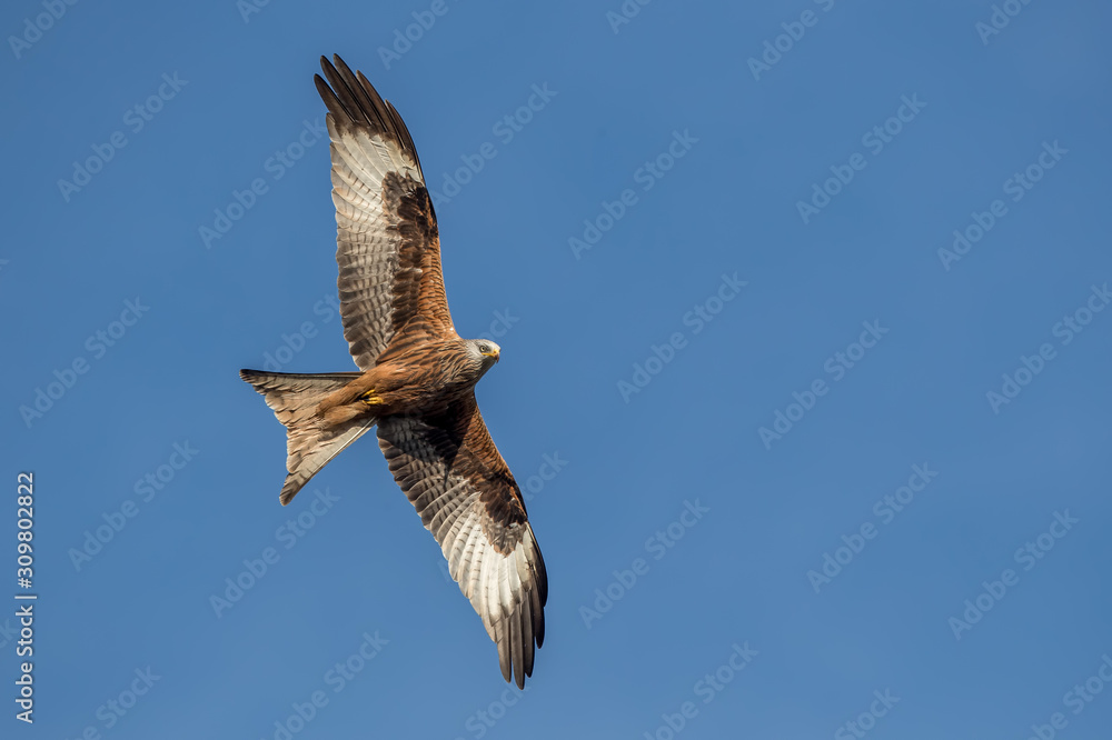 Obraz premium Red Kite Flying