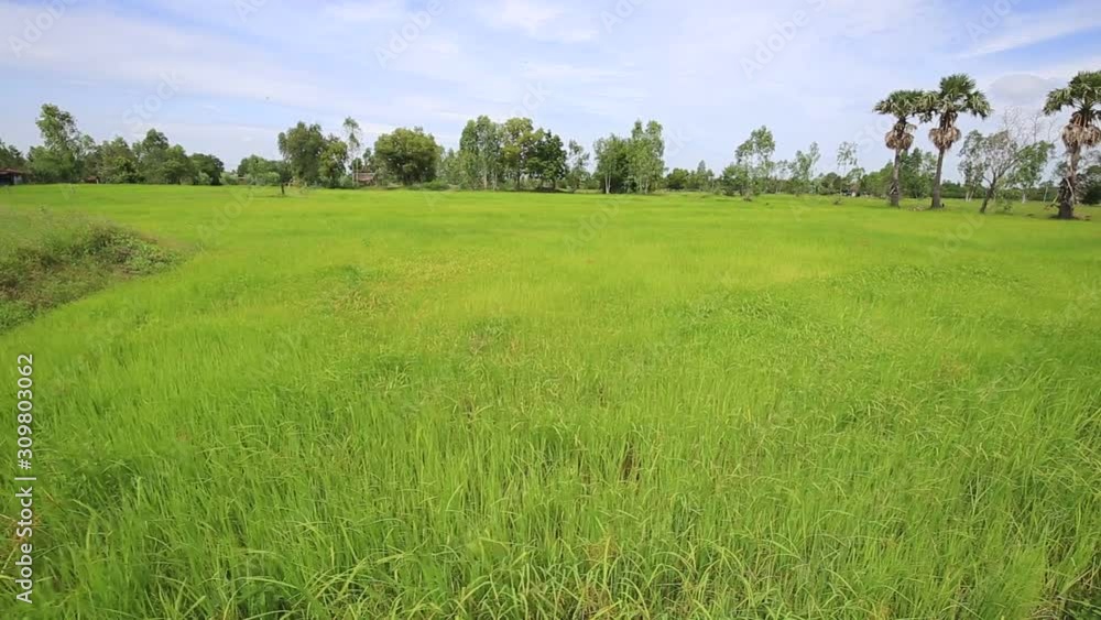 Wind flow in Paddy jasmine rice farm with beautiful sky in Thailand Wind flow in Paddy jasmine rice farm with beautiful sky in Thailand
