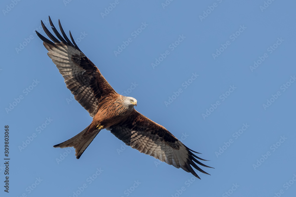 Fototapeta premium Red Kite Flying