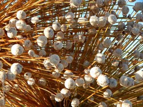 'Chuveirinho' flower. A typical flower from Jalapão Region on Tocantins, Brazil