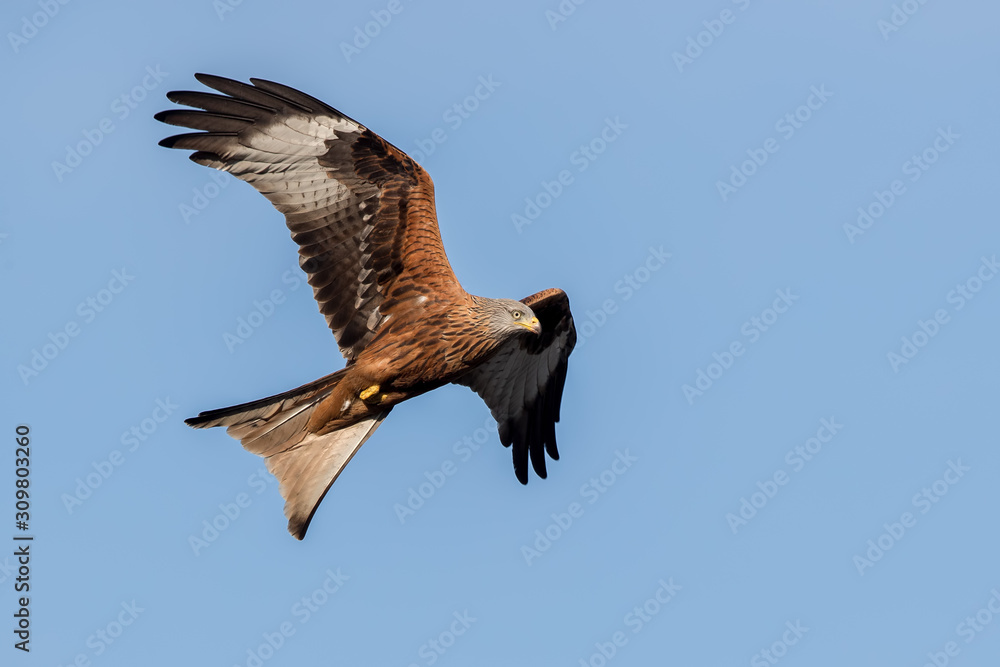 Obraz premium Red Kite Flying