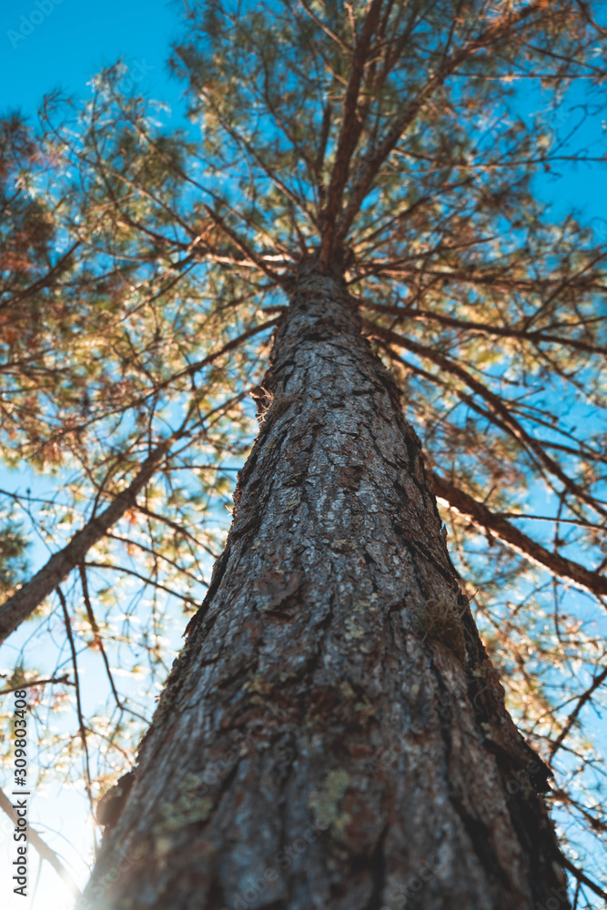 Fototapeta premium tree and sky