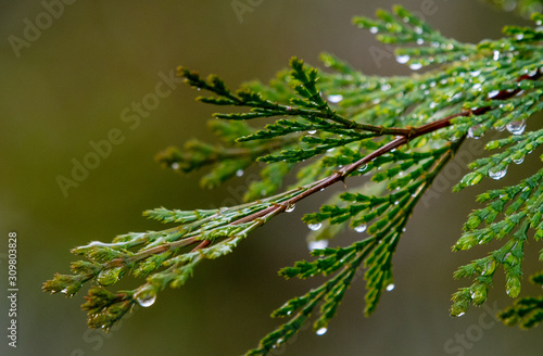 Incense cedar (calocedrus decurrens) after a winter rain