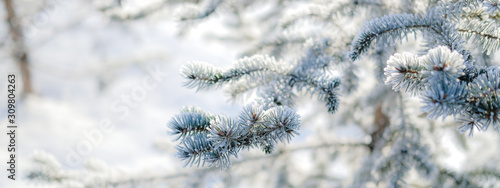 Winter nature background. Evergreen trees in hoarfrost. Spruce and fir branches close up under the snow. © yolya_ilyasova